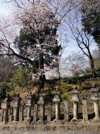 Asisbiz Pathway to Nigatsu do hall stone tanterns line the walkway sakura season 02