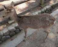 Asisbiz A Spotted Deer stands patiently amongst the throng tourists Nara 01