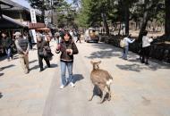 Asisbiz A Spotted Deer stands patiently amongst the throng tourists Nara 02