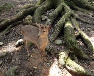 Asisbiz A very friendly Deer looks on curiously puzzled no biscuits 01