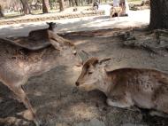 Asisbiz A young Sika deer takes a break from the tourists Nara Japan 02