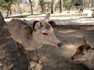 Asisbiz A young Sika deer takes a break from the tourists Nara Japan 03