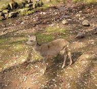 Asisbiz A young lone Deer looks for his family Nara Japan 01