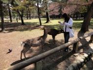 Asisbiz Deer in central Nara are very friendly and can smell food a mile away 01