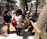 Asisbiz Deer roaming in central Nara are very friendly curious and aways hungry 01