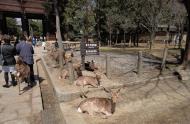 Asisbiz Japanese Deer sniffing for biscuits Nara Japan 01