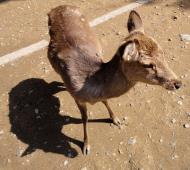 Asisbiz Japanese Deer sniffing for biscuits he's crossed the line Nara Japan 01