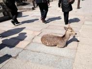 Asisbiz Japanese Deer sun bathing and very reluctant to move Nara Japan 01