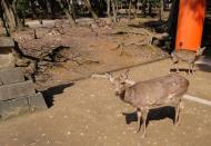 Asisbiz Roaming Spotted Deer around the UNESCO World Heritage shrines 01