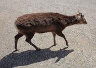 Asisbiz Sika deer are farmed for their antlers Nara Japan 01