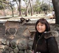 Asisbiz Sika deer are very customed to tourists Nara Japan 01