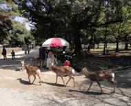 Asisbiz Sika deer congregating around the biscuit venders form a symbiotic relationship 01