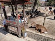 Asisbiz Sika deer congregating around the biscuit venders form a symbiotic relationship 02