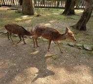 Asisbiz Sika deer female doe and young cafe Nara Japan 01