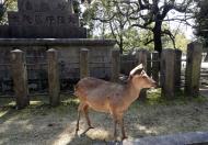 Asisbiz Sika deer in cafe Nara park Japan Mar 2010 01