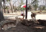 Asisbiz Sika deer taking a break from the crowds Nara 01