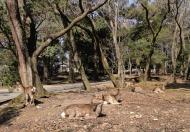 Asisbiz Spotted Deer enjoying the sunny weather Nara Japan 01