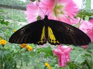 Asisbiz Cameron Highlands Butterfly Park Nov 2000 03