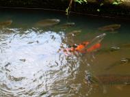 Asisbiz KL Deer park Japanese Carp Taman Tasik Perdana Mar 2001 02