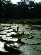 Asisbiz KL Lake Gardens Taman Tasik Perdana water lilies Mar 2001 01