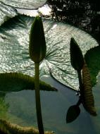 Asisbiz KL Lake Gardens Taman Tasik Perdana water lilies Mar 2001 03