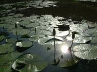 Asisbiz KL Lake Gardens Taman Tasik Perdana water lilies Mar 2001 04