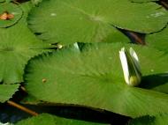 Asisbiz KL Lake Gardens Taman Tasik Perdana water lilies Mar 2001 06