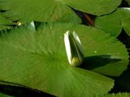 Asisbiz KL Lake Gardens Taman Tasik Perdana water lilies Mar 2001 08