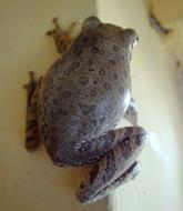 Asisbiz Bago Chinese Monastery Bago highway Burmese garden frogs Jan 2010 01