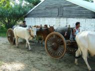 Asisbiz Pagan Mount Popa bullock water carts Nov 2004 06