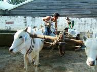 Asisbiz Pagan Mount Popa bullock water carts Nov 2004 08