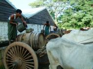 Asisbiz Pagan Mount Popa bullock water carts Nov 2004 15