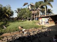 Asisbiz Meilamu Pagoda feeding the Pigeons Yangon Myanmar 02