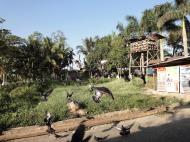 Asisbiz Meilamu Pagoda feeding the Pigeons Yangon Myanmar 04