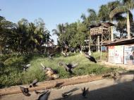 Asisbiz Meilamu Pagoda feeding the Pigeons Yangon Myanmar 05