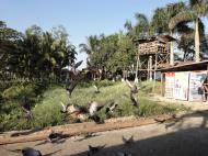 Asisbiz Meilamu Pagoda feeding the Pigeons Yangon Myanmar 06