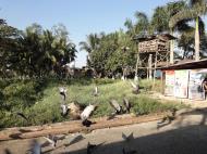 Asisbiz Meilamu Pagoda feeding the Pigeons Yangon Myanmar 07