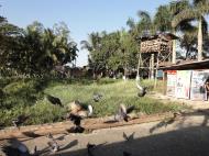 Asisbiz Meilamu Pagoda feeding the Pigeons Yangon Myanmar 08