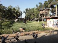 Asisbiz Meilamu Pagoda feeding the Pigeons Yangon Myanmar 10