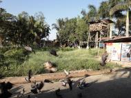 Asisbiz Meilamu Pagoda feeding the Pigeons Yangon Myanmar 11