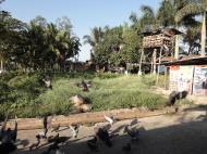 Asisbiz Meilamu Pagoda feeding the Pigeons Yangon Myanmar 12