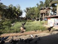 Asisbiz Meilamu Pagoda feeding the Pigeons Yangon Myanmar 13