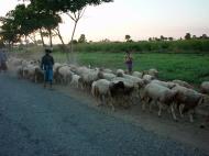 Asisbiz Myanmar Sagaing agriculture and farming sheep 01