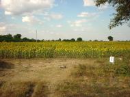 Asisbiz Myanmar Sagaing agriculture and farming sunflowers 03