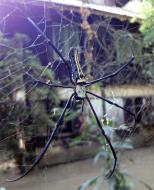 Asisbiz Spider Burmese Golden Orb weavers Nephila Myanmar Jan 2010 02