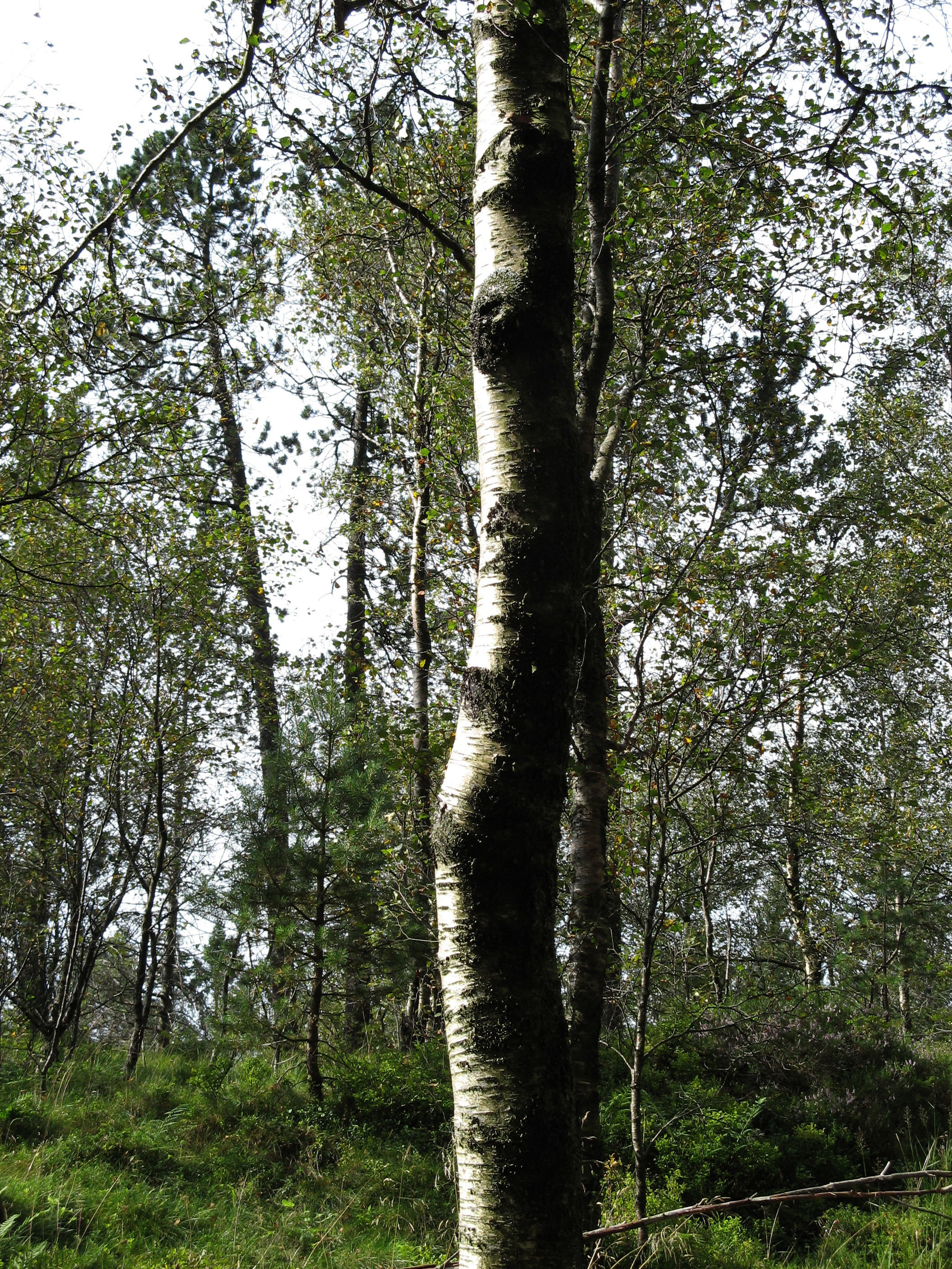 Norwegian Birch trees Norway 03