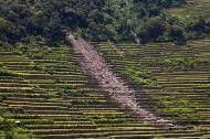 Asisbiz Banaue Batad Rice Terraces erosion damage caused by storms end July 2011 01