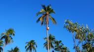 Asisbiz Attaching the guide rope and removing the top Tabinay Oriental Mindoro Philippines 10