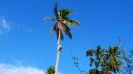 Asisbiz Attaching the guide rope and removing the top Tabinay Oriental Mindoro Philippines 12