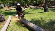 Asisbiz Step by step guide on how to cut straight using chainsaw to produce coco lumber Philippines 04